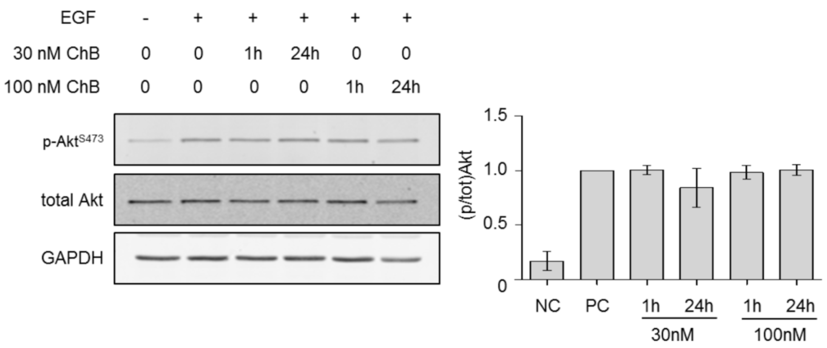 Western Blot Results Interpretation