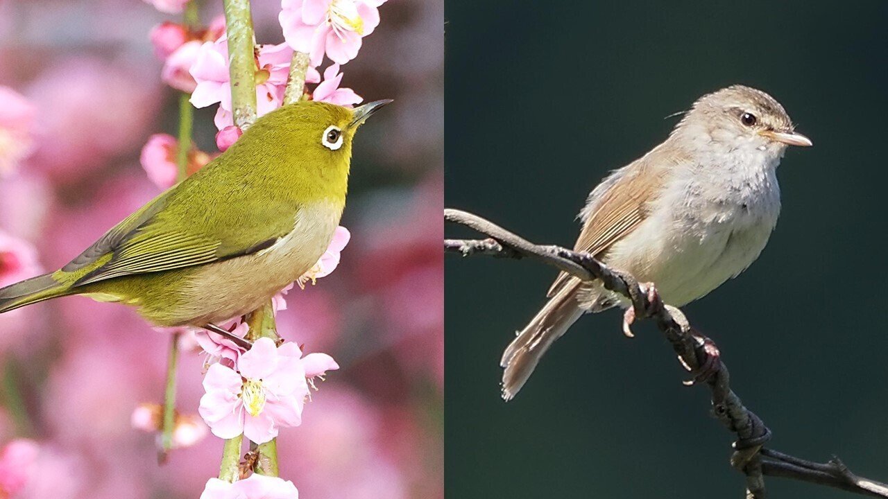 緑の鳥はウグイスじゃない？メジロとの違いと色の誤解を徹底解明