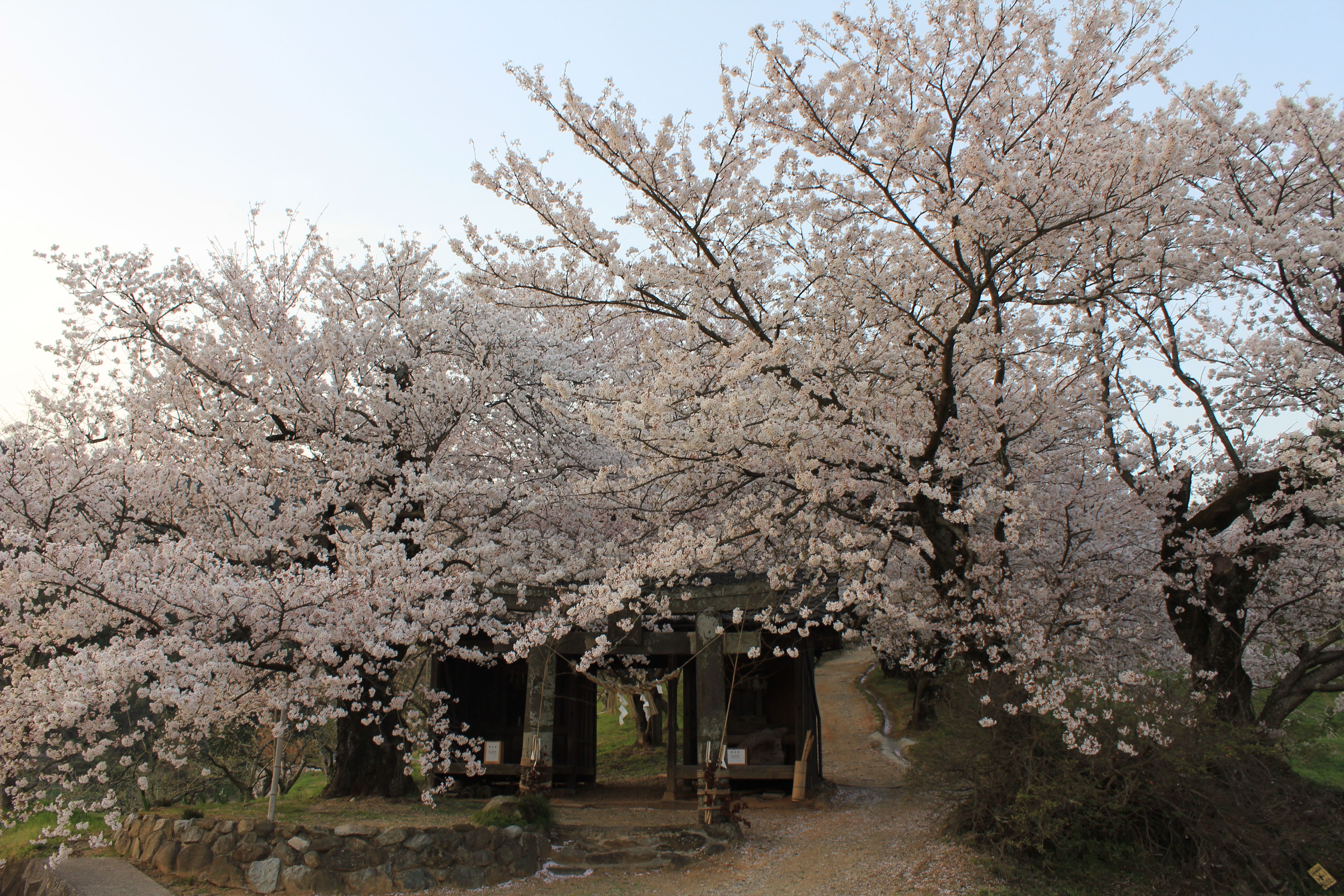 2026年春、静寂の夜空を染める「夕月桜」の狂騒と静謐——なぜ世界中の旅行者が今、この奇跡の一本桜を追い求めるのか