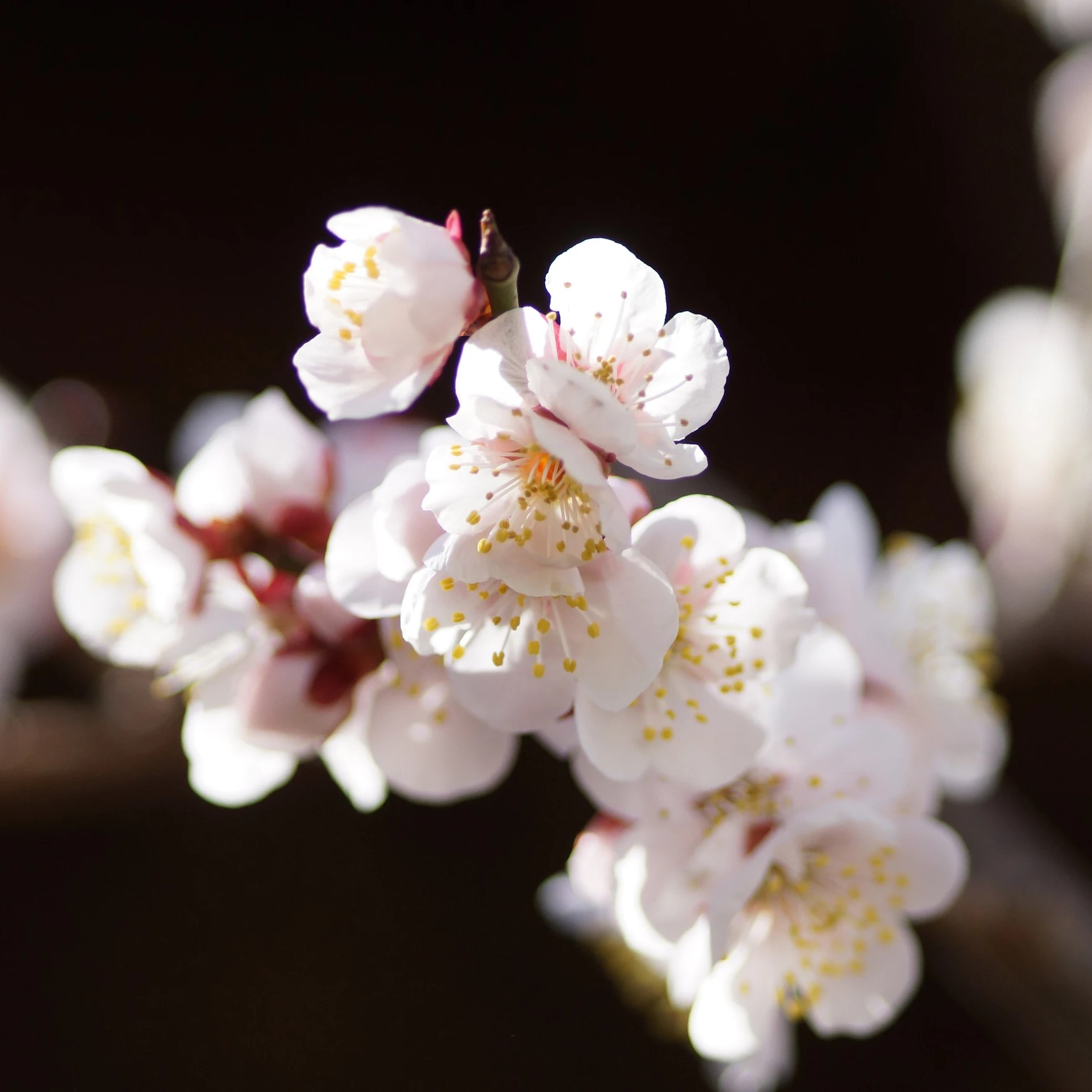 梅の花の見頃はいつ？桜や桃との決定的な3つの違い＆名所を徹底解説！