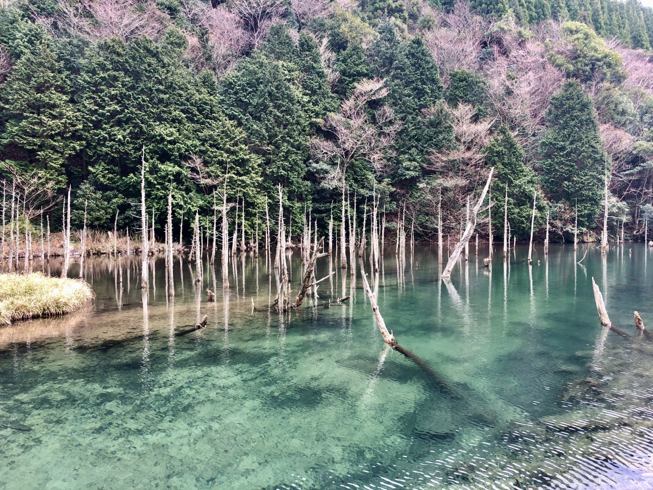 一の俣桜公園の真実｜水没林と錦鯉が創る水上絵画の2026年最新状況