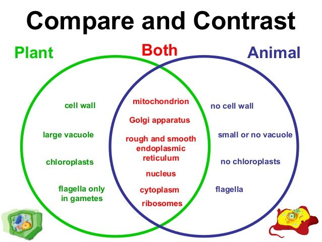 Compare and Contrast an Animal and Plant Cell