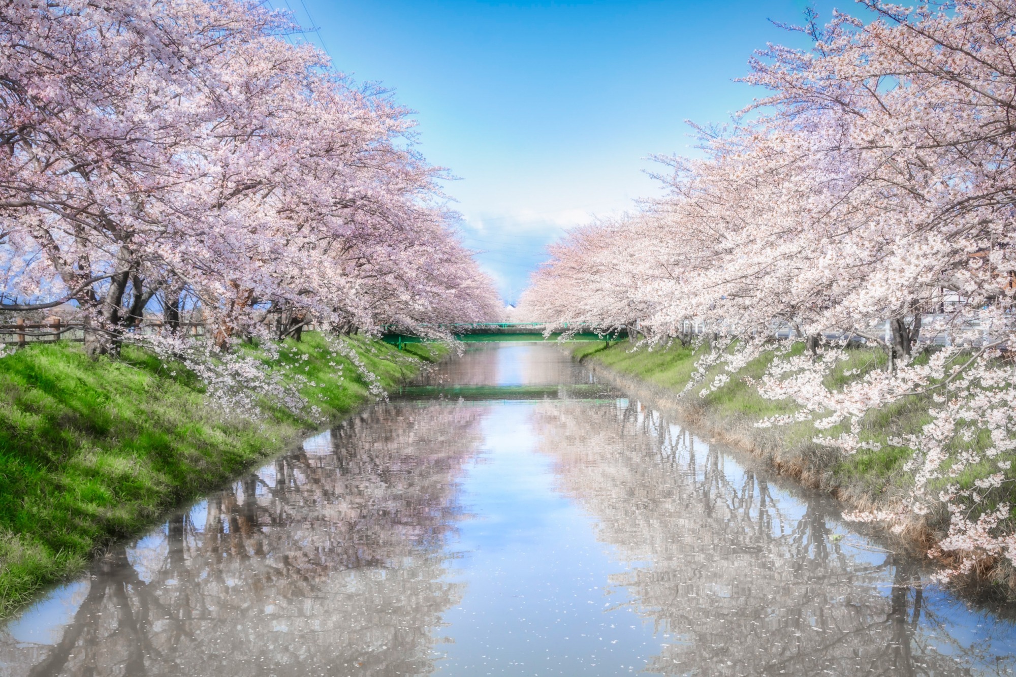 桜の恋のコスプレは安全？届かない噂の真相と2026年最新評判