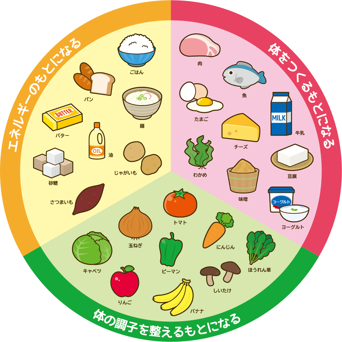 3色食品群の役割と簡単覚え方！牛乳やきのこの分類真相と献立術