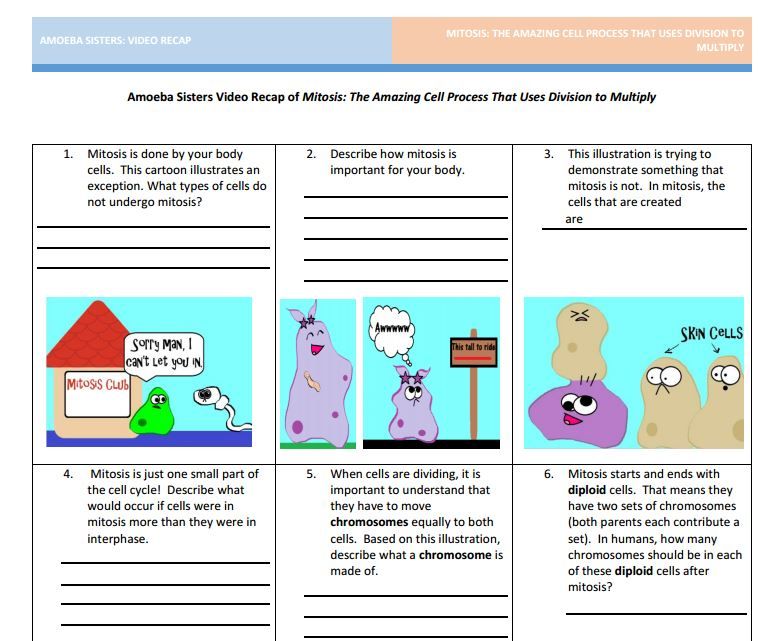 Amoeba Sisters Video Recap of Mitosis Answer Key