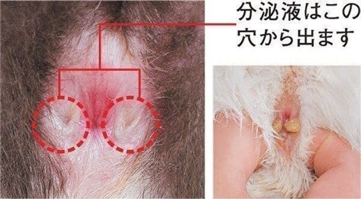 猫の肛門腺絞りは必要？床にお尻をこする理由と破裂リスクの真実