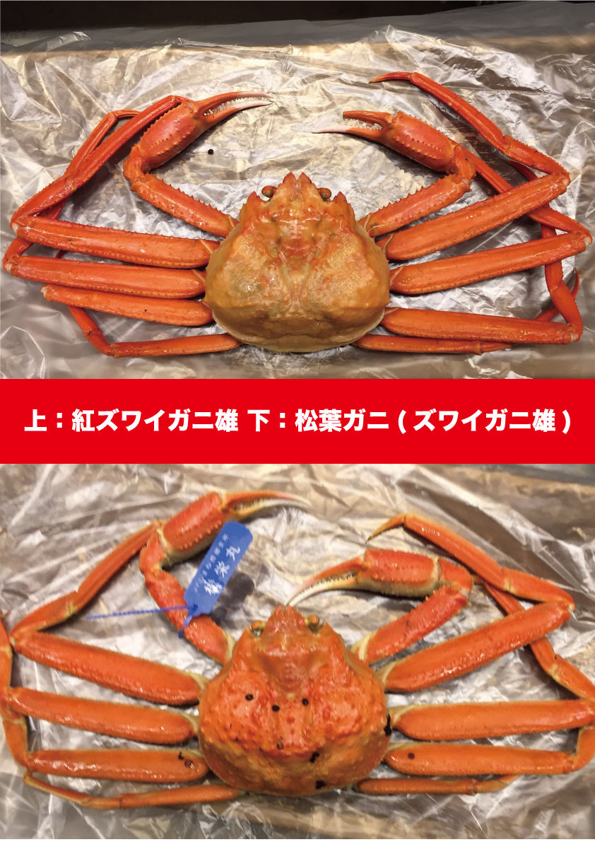 紅ズワイガニと本ズワイガニの違いを徹底比較！味や価格の真相と選び方