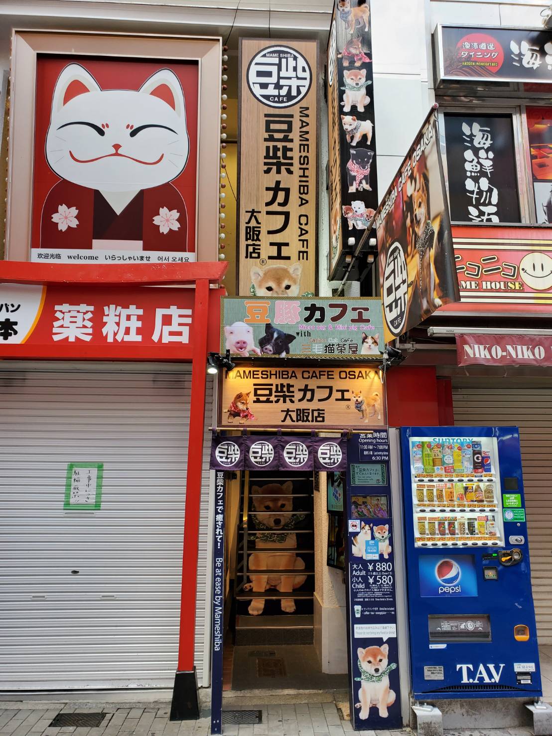 大阪の豆柴カフェ攻略2026！予約の罠と抱っこルールの真相を追う