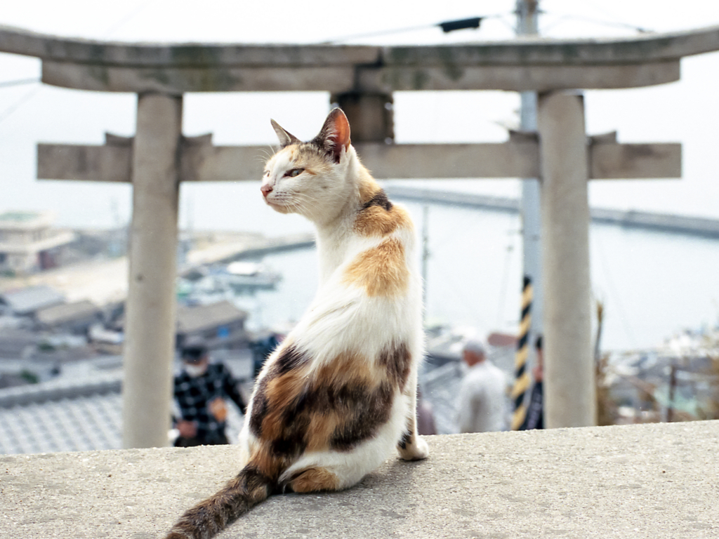 銀幕を魅了する猫フィルム最新事情！独占裏情報と撮影技術の秘密