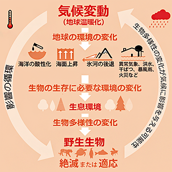 温暖化で狂う生態系、都市部で激増する「キイロスズメバチ」の脅威。もし刺されたら命を救う「最初の10分」の生還ルール