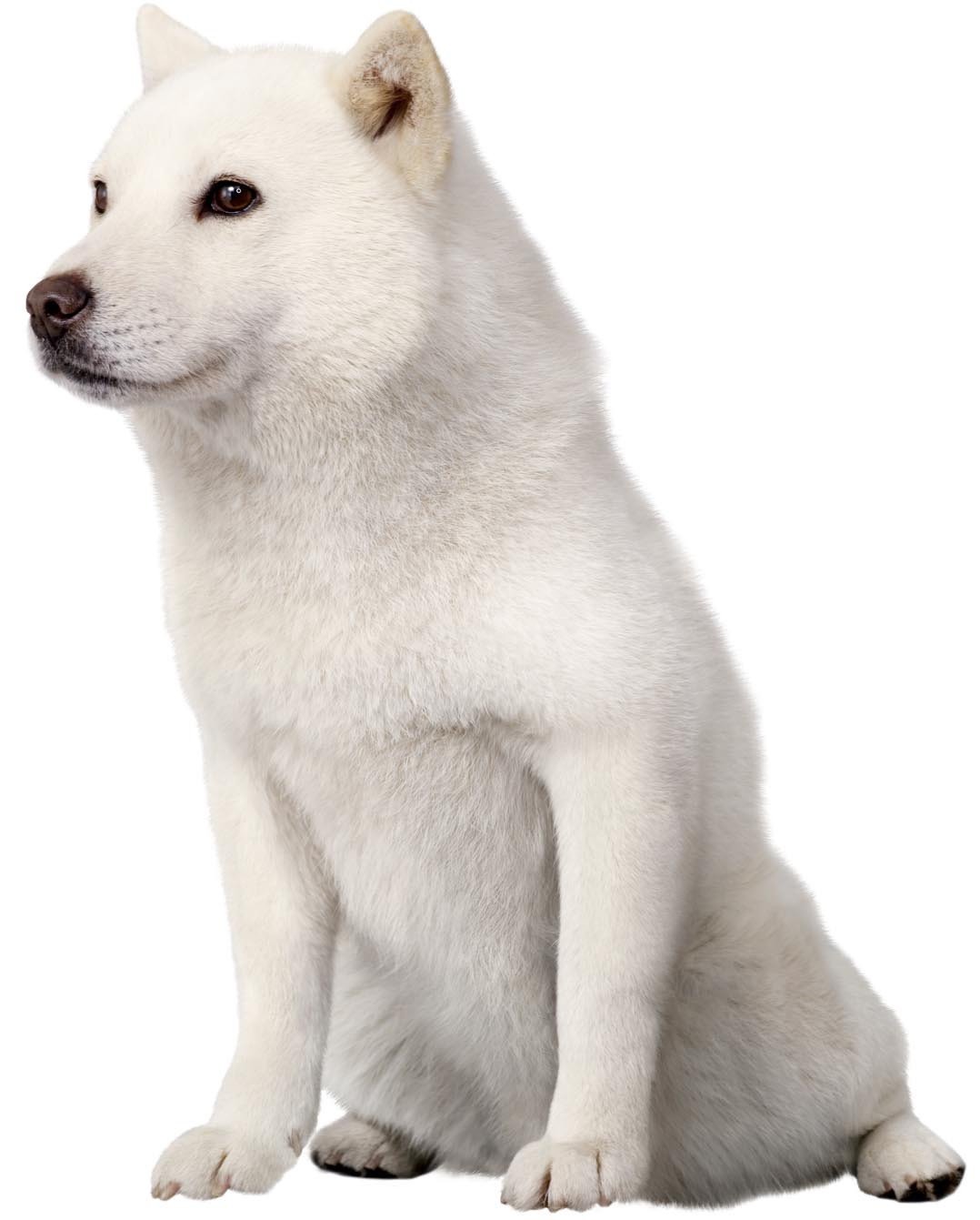 ソフトバンク犬は何代目？白戸家お父さんの歴代と交代の真相