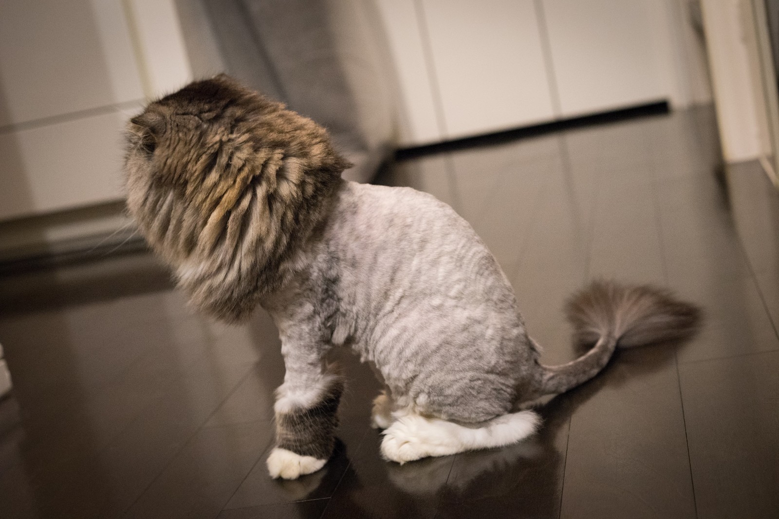 猫のサマーカットは逆効果？毛が伸びないリスクと獣医師が明かす真実
