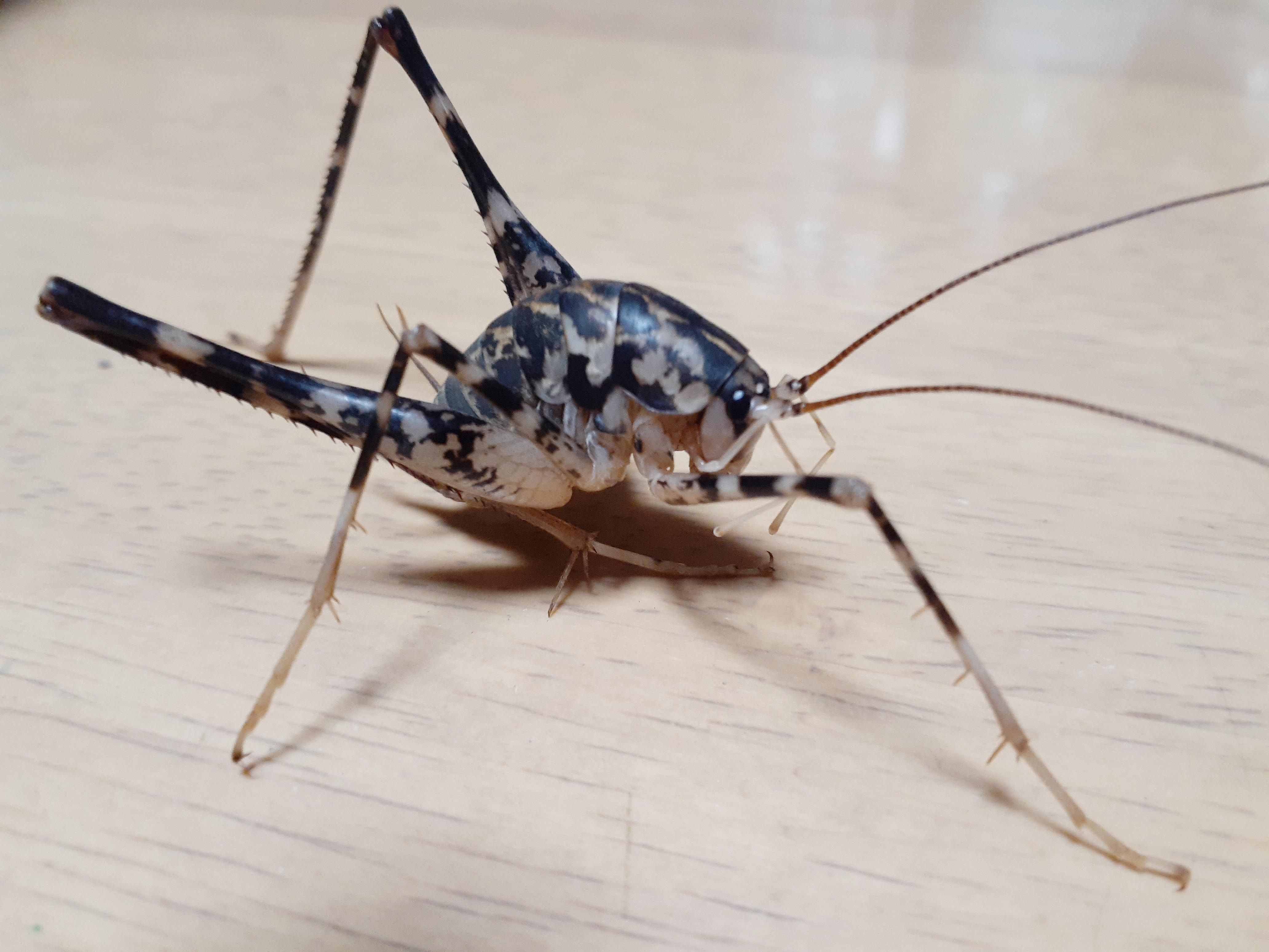 カマドウマとは？便所コオロギの由来と毒性の真相・跳ぶ理由と駆除対策