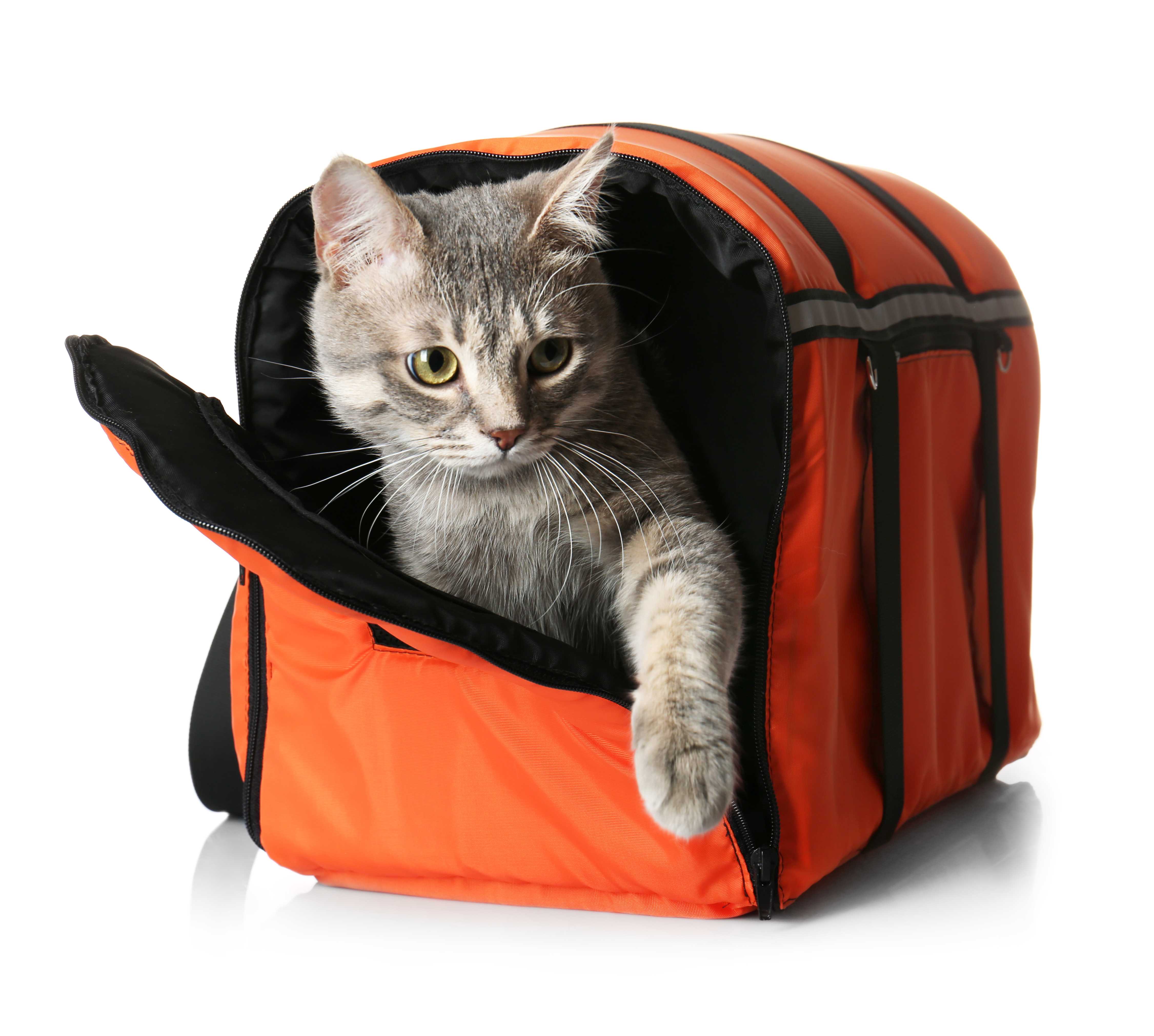 猫のキャリーバッグ代用はどうする？家にある物で脱走を防ぐ安全策を徹底解説