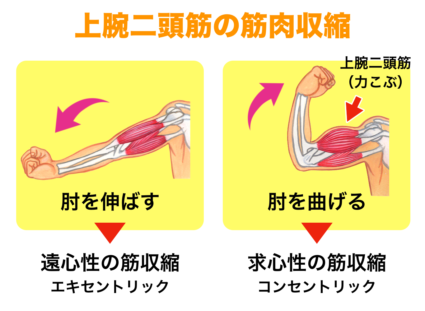 コンセントリック収縮の真実！筋肥大と筋力を劇的に変える科学的実践法