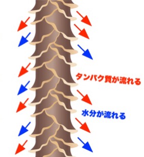 【話題】 髪の毛 乾かさ ない と どうなる 最新出演情報まとめ #790