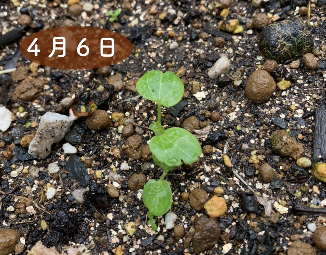 タチアオイの種まき時期は？発芽率を高めるプロの育苗と地域別適期
