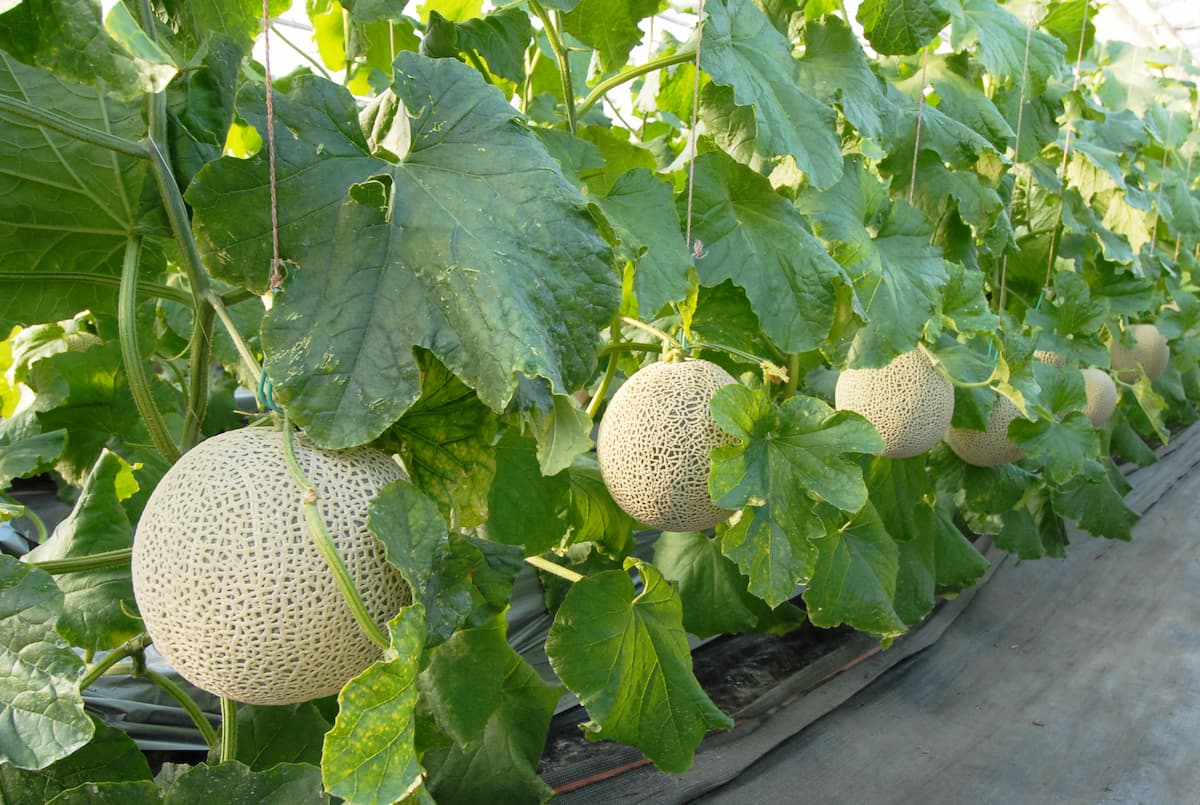 メロンは野菜か果物か？農水省の衝撃定義「果実的野菜」の真相