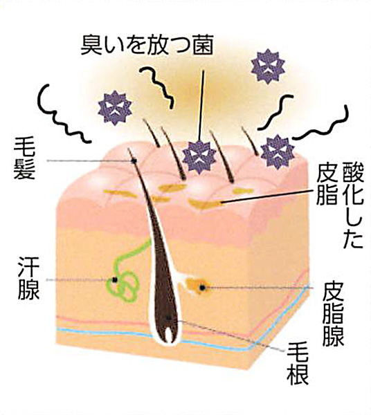 耳の裏の臭いはなぜ消えない？加齢臭・雑菌の正体と劇的改善法