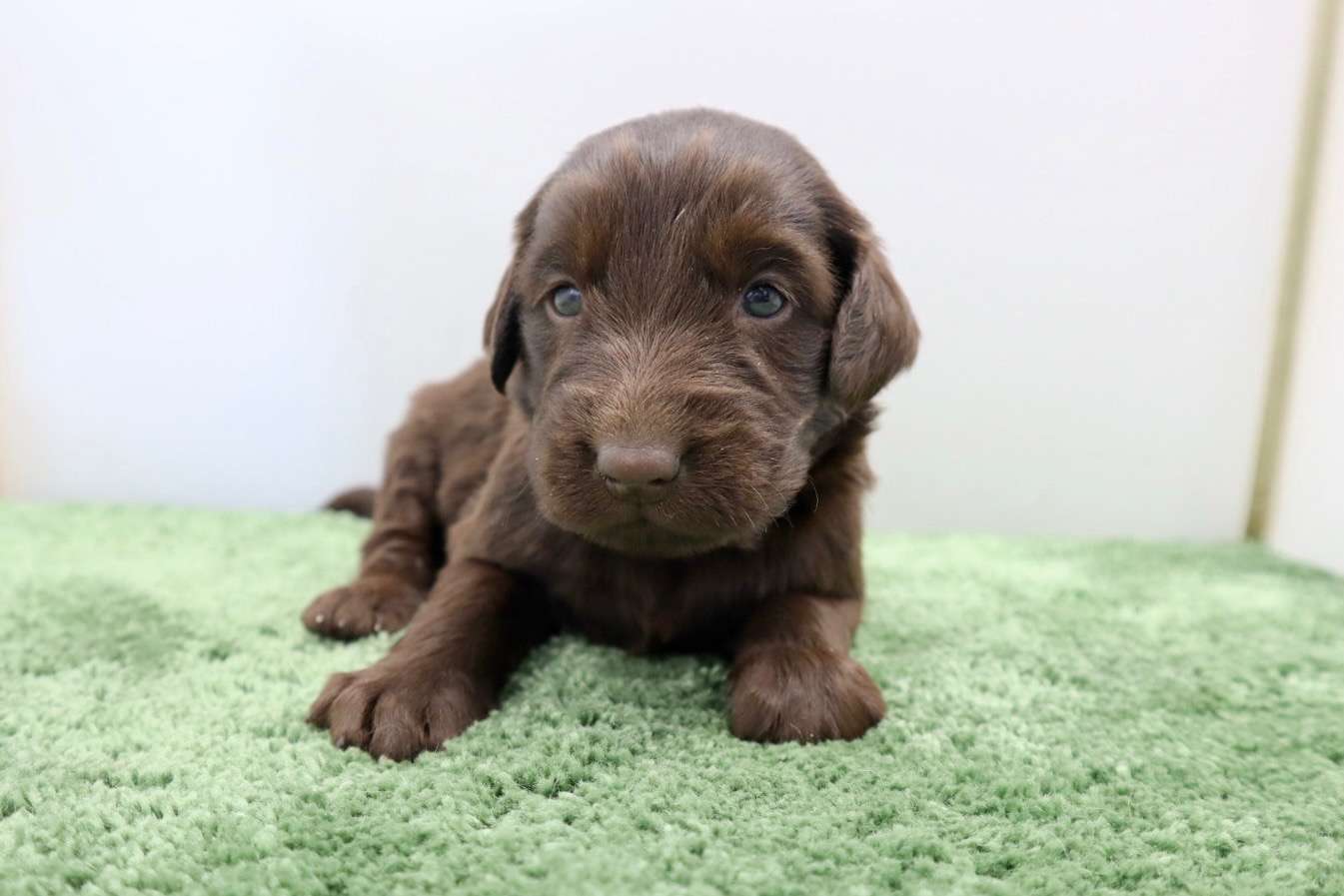 フラットコーテッドレトリバー子犬は飼いにくい？2026年相場と真相