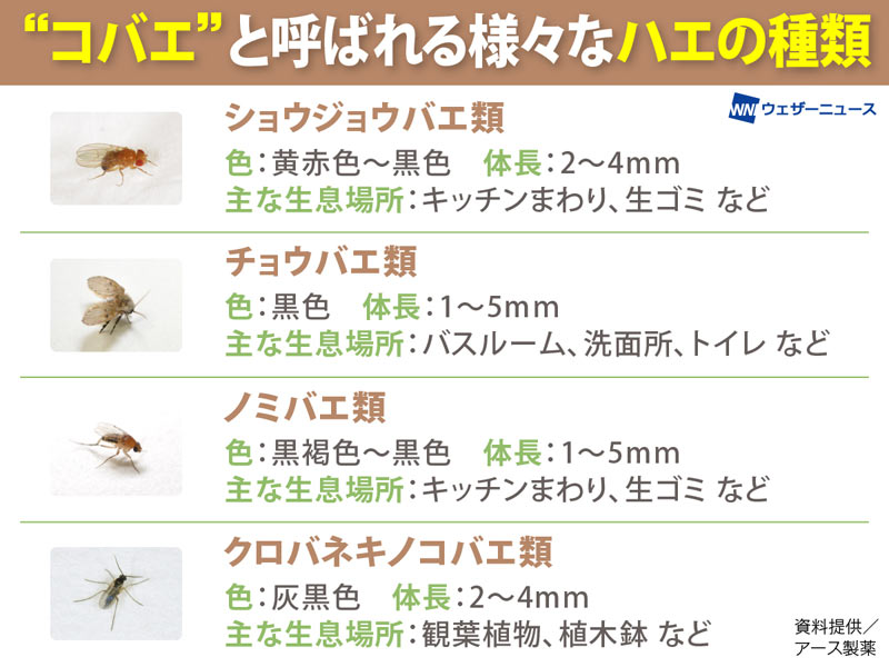 めんつゆと洗剤で激変！コバエを根絶する最強手作りトラップの真実