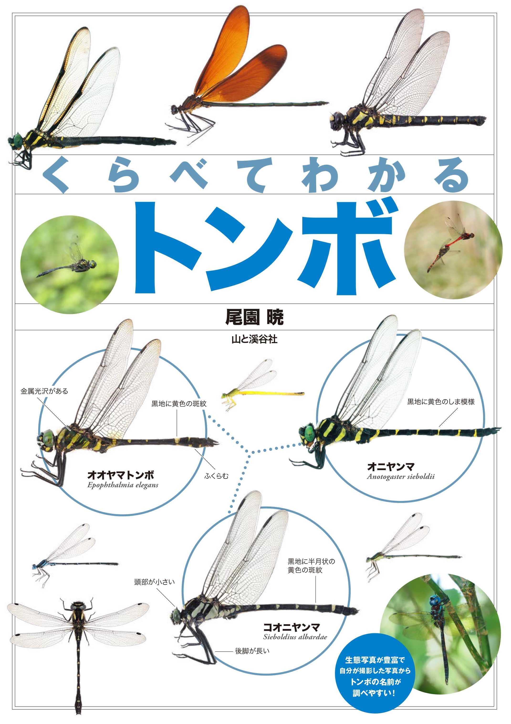 星野温泉トンボの湯完全ガイド！混雑回避とサウナの魅力徹底解剖