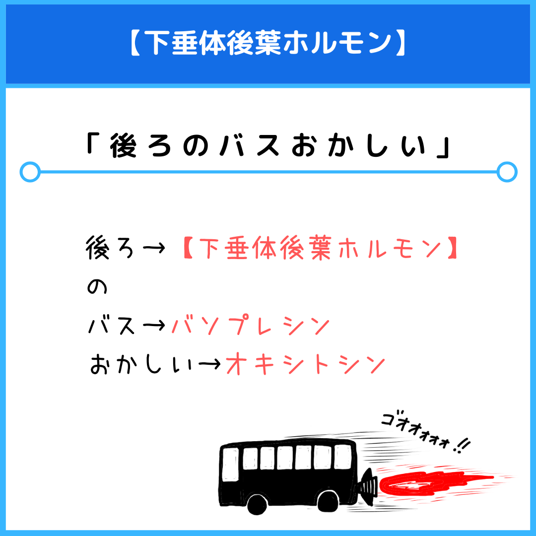 ホルモンの覚え方完全攻略！国試やテストで即効の最強語呂合わせ