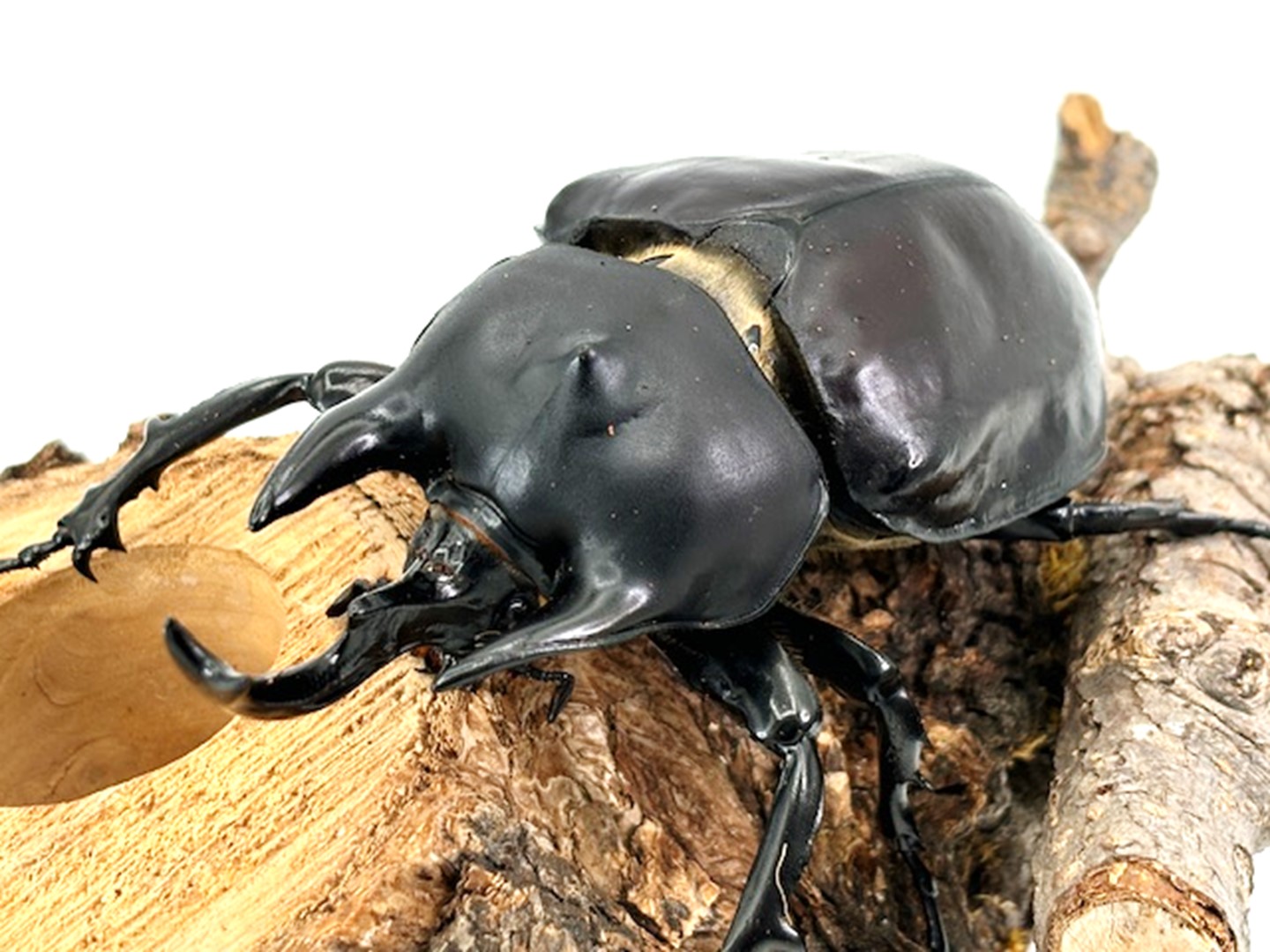 世界最重量アクティオンゾウカブトの飼育法｜幼虫3年の壁と学名再編の真相