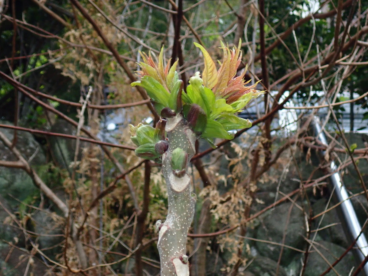 タラの芽のとげはそのまま食べる？痛くない下処理法と天ぷらの極意