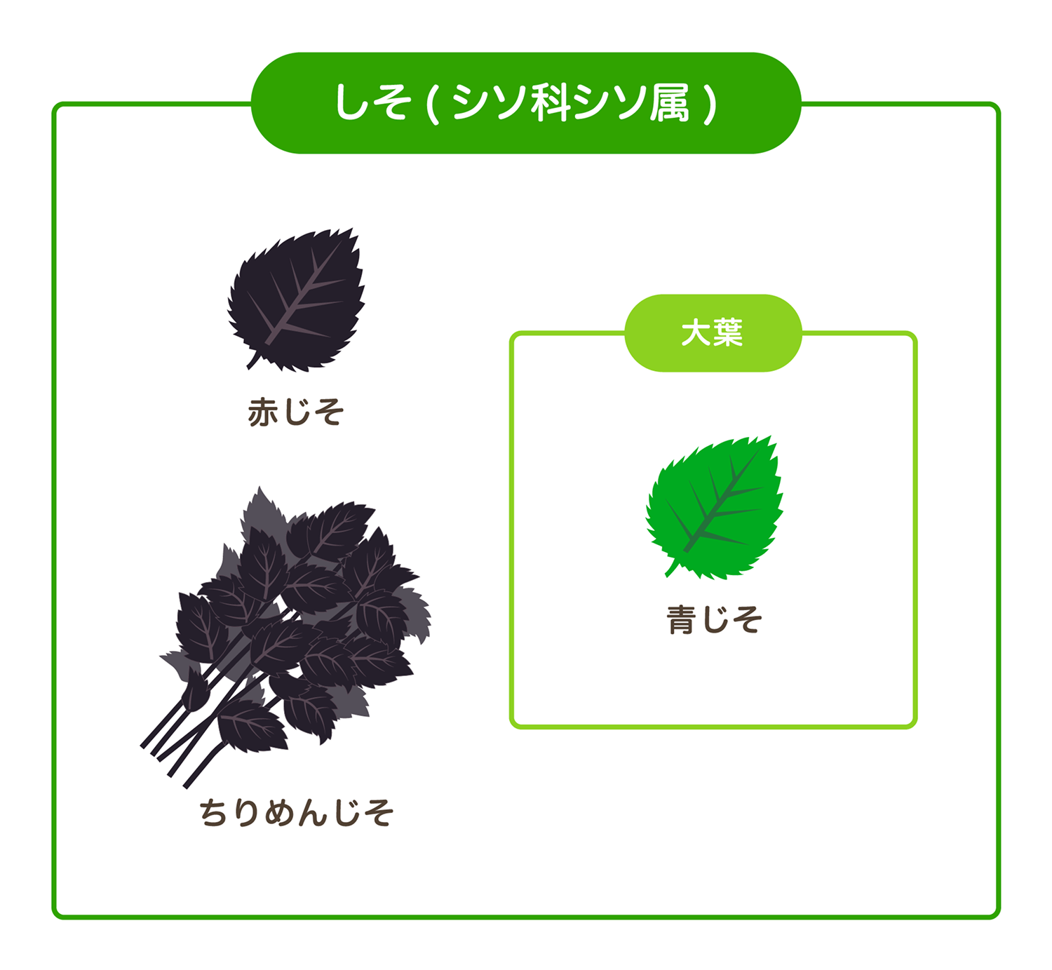 しそと大葉の違いを徹底追跡！同じ植物なのに名前が異なる理由
