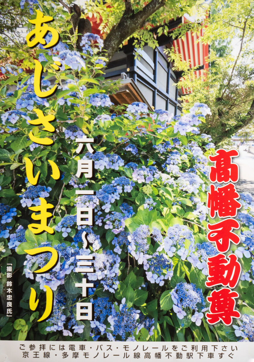 高幡不動の紫陽花2026！見頃と混雑の真相・穴場ルートを徹底解剖