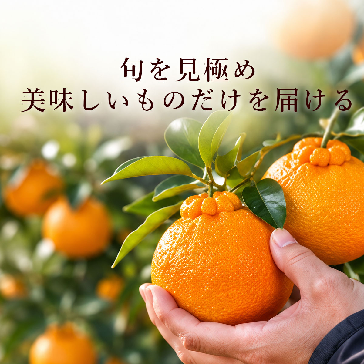 不知火（しらぬい）とは？デコポンとの違いや怪火の謎を徹底解明