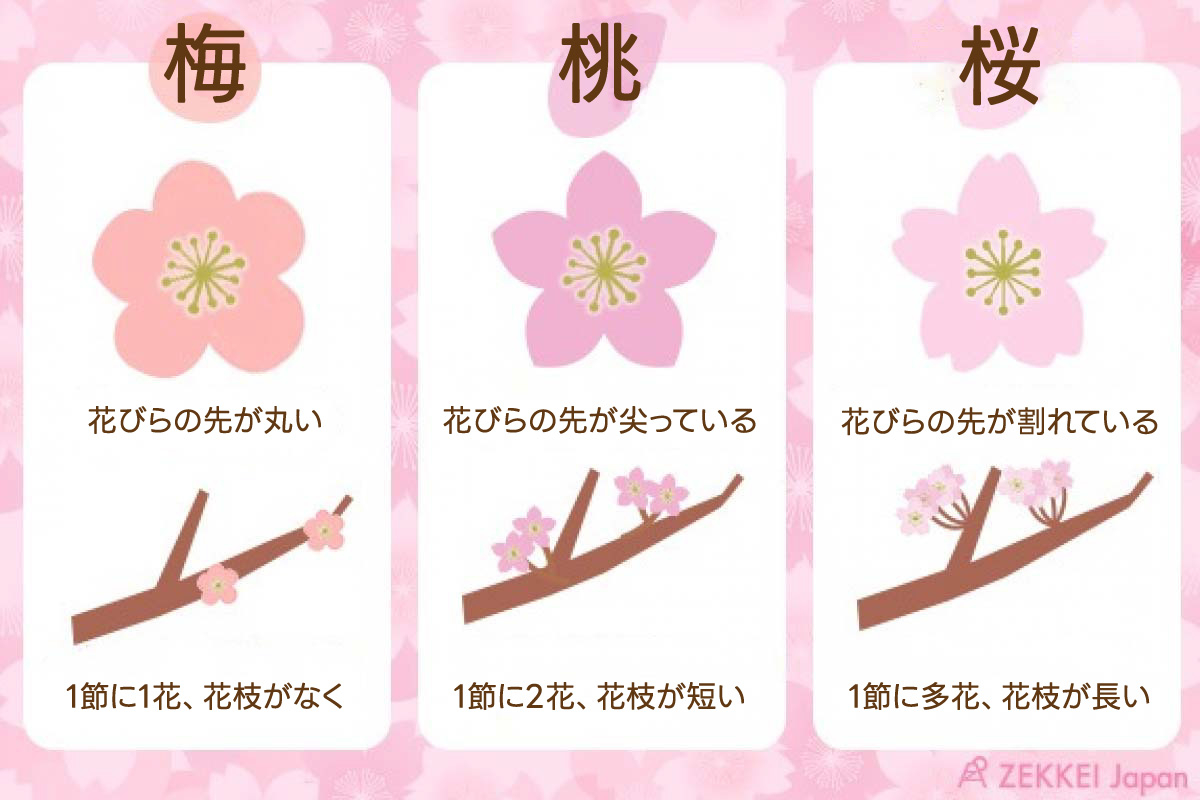 梅と桜の見分け方はどこ？花びらと幹で一瞬判別する2026決定版