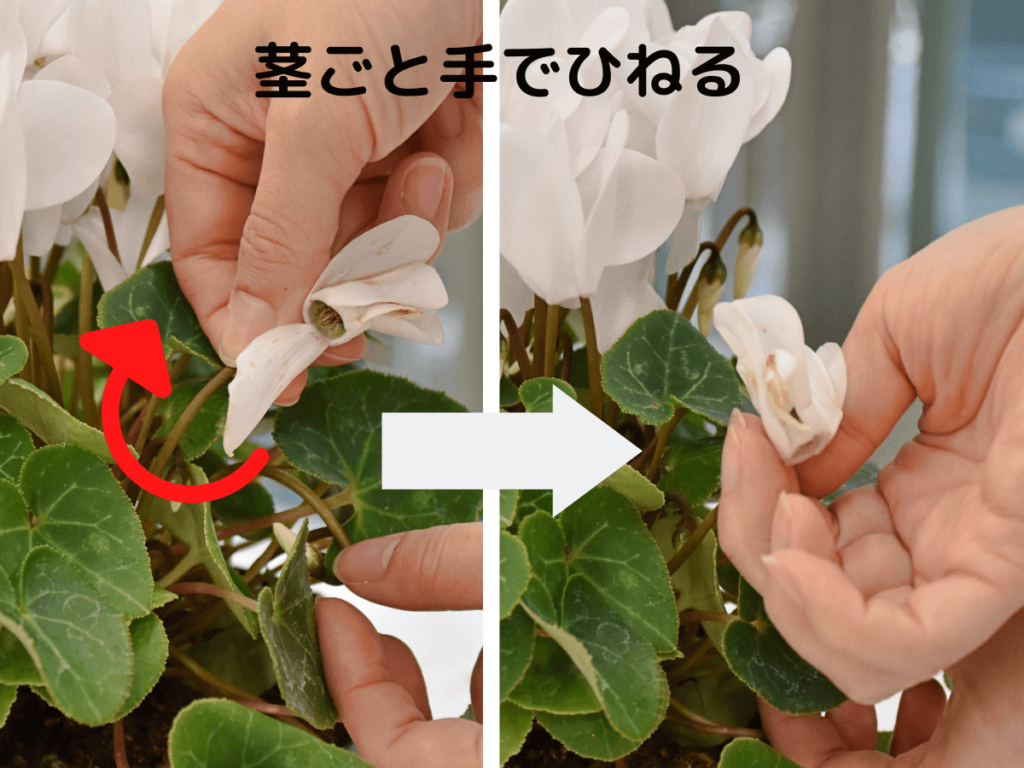 シクラメンの花後は放置厳禁！来季も満開へ導くプロの夏越し管理術