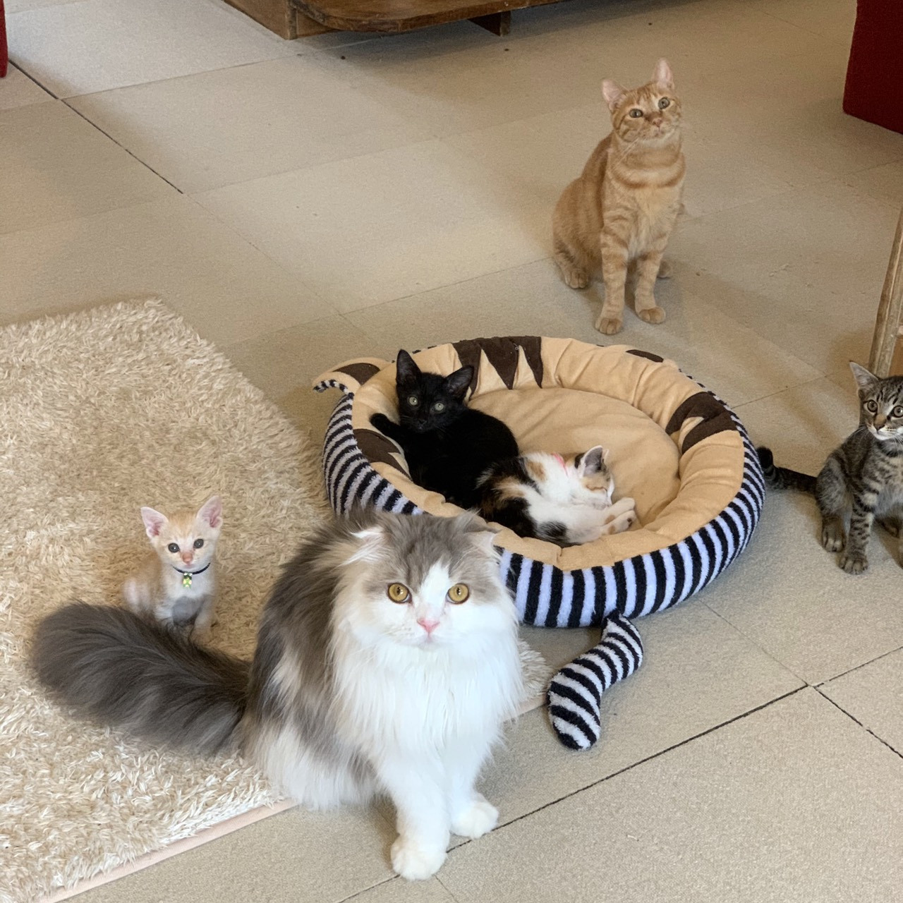こねこカフェサンクチュアリの評判と実態｜料金や里親条件・混雑を徹底調査