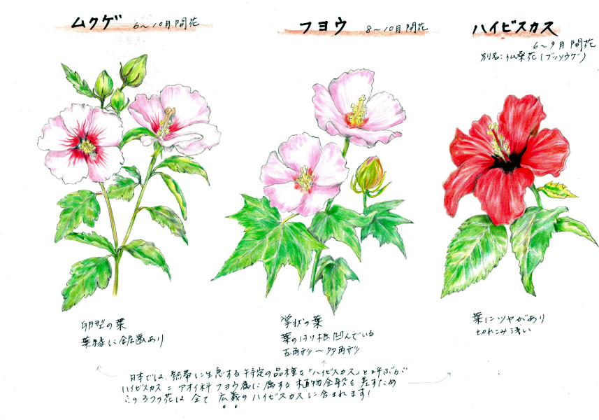 ムクゲの花はなぜ庭に植えてはいけない？フヨウとの違いや花言葉の真相