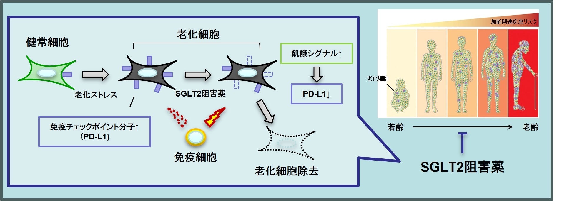 老化細胞除去薬がもたらす若返り革命｜最新臨床試験の最前線