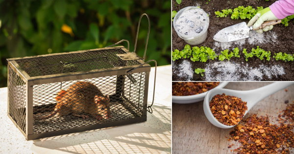 Get Rid of Rats in Garden