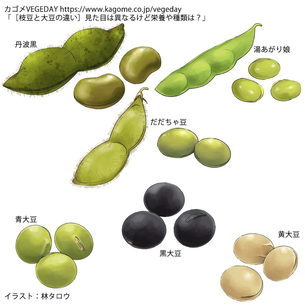 枝豆と茶豆の違いとは？香りと薄皮の秘密やだだちゃ豆との決定的な差を解明