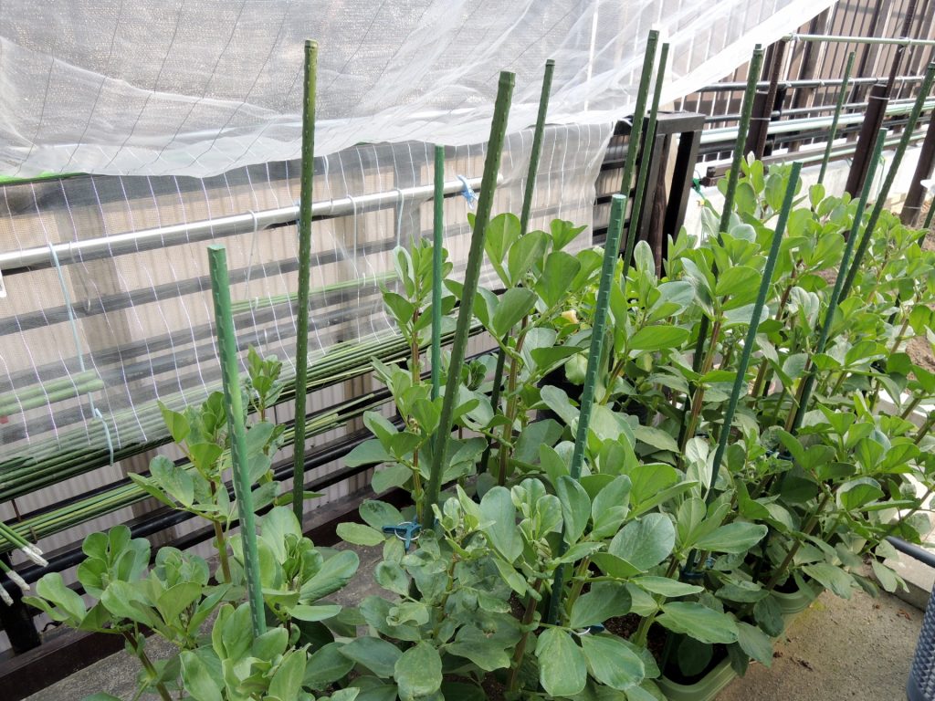 そら豆の育て方完全ガイド｜花が咲いても実がつかない原因と摘心の秘訣