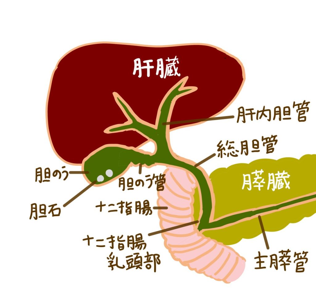 胆汁とは？苦い黄色い液体の正体と肝臓や便の色との関係を徹底解説