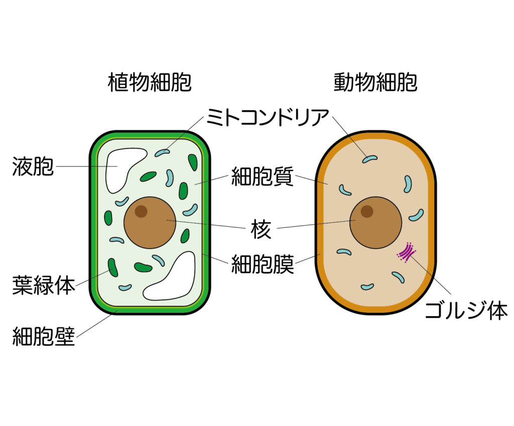 動物と植物の細胞の違いとは？プロが明かす決定打とテスト頻出比較一覧