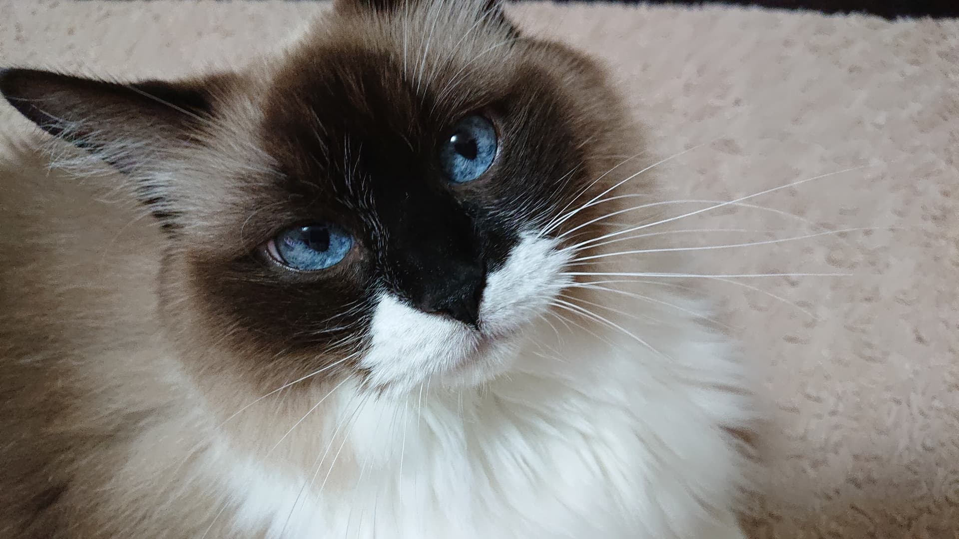 青い目の猫が美しい理由とは？種類一覧から難聴の真実まで徹底解説