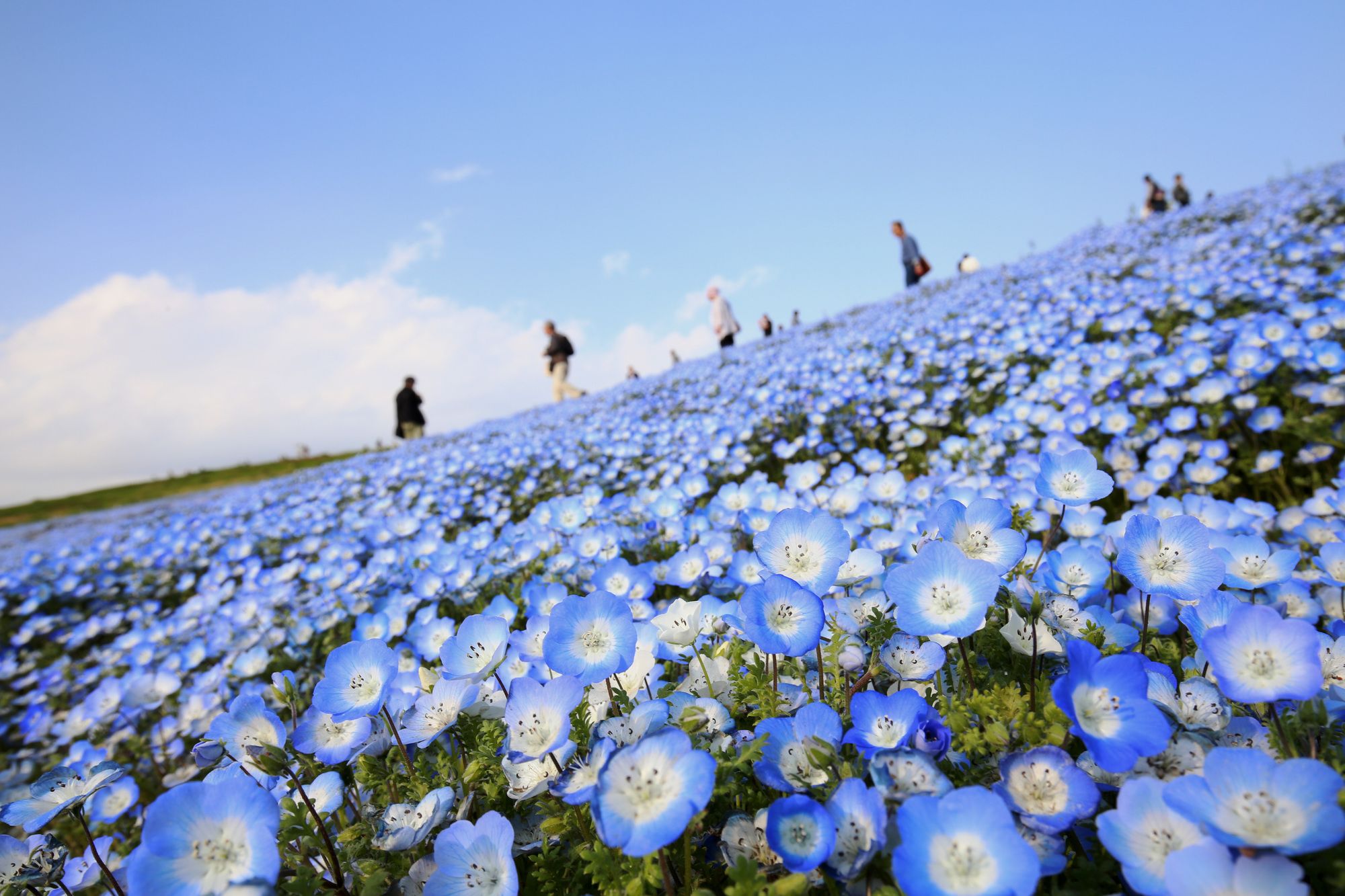混雑なしの絶景！冬のひたち海浜公園が魅せる色彩と静けさの調和