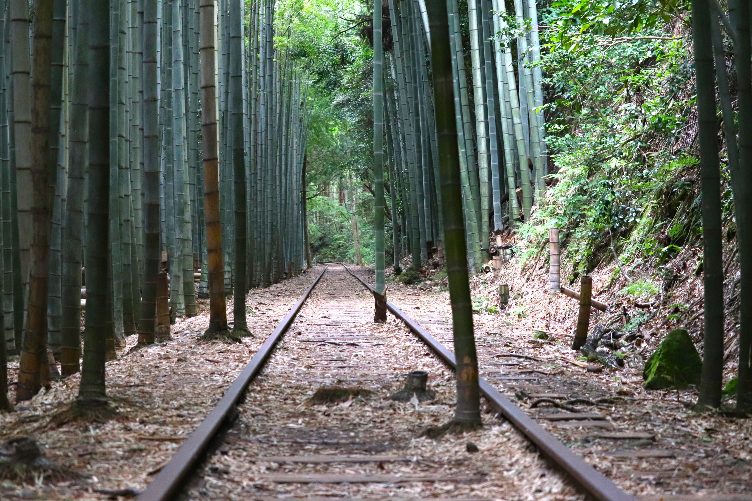 日本一美しい倉吉線廃線跡の現在と歴史｜竹林レールの絶景と見学完全ガイド