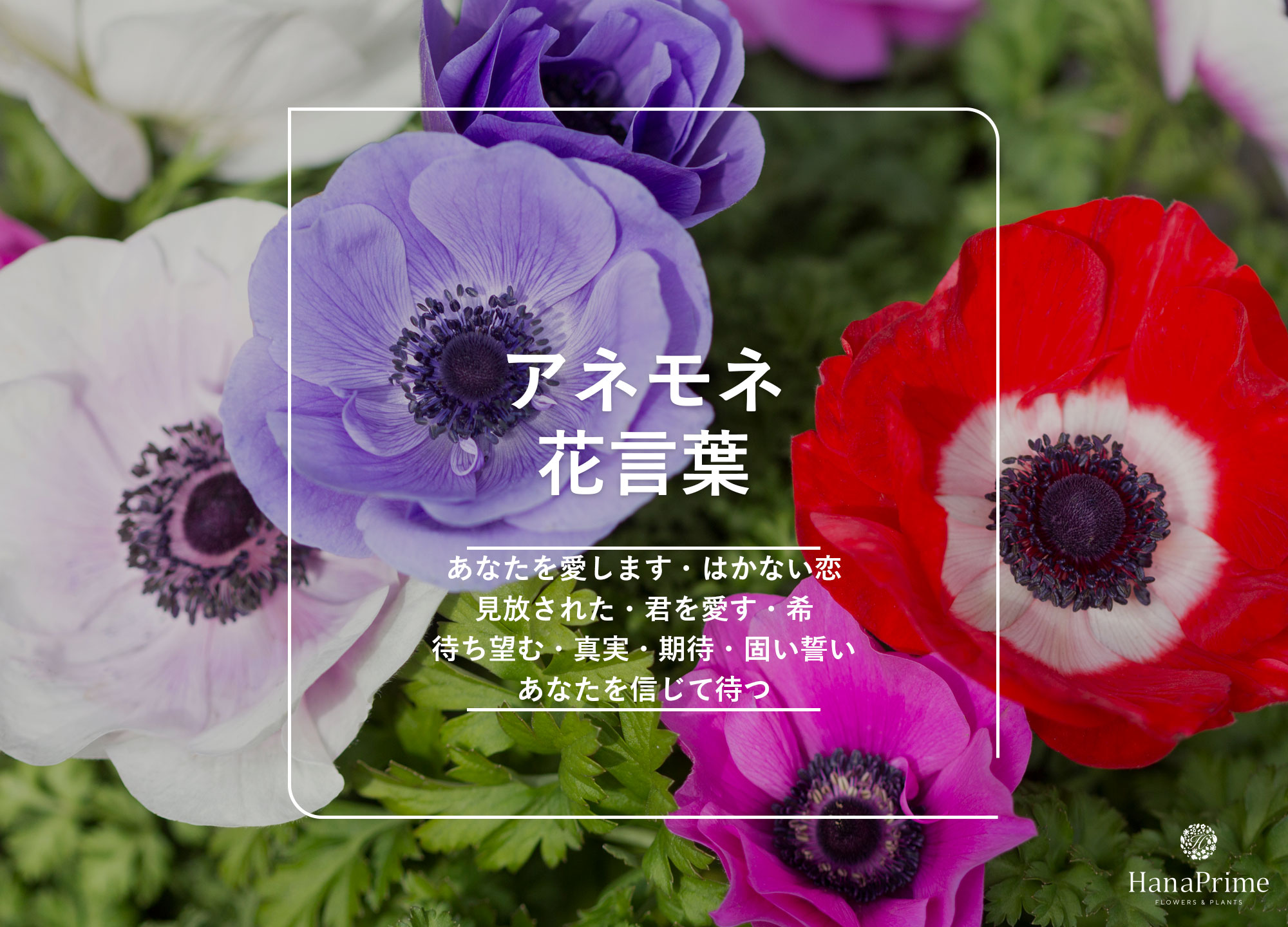 紫のアネモネの花言葉「あなたを信じて待つ」の深層｜怖い噂と贈答マナー