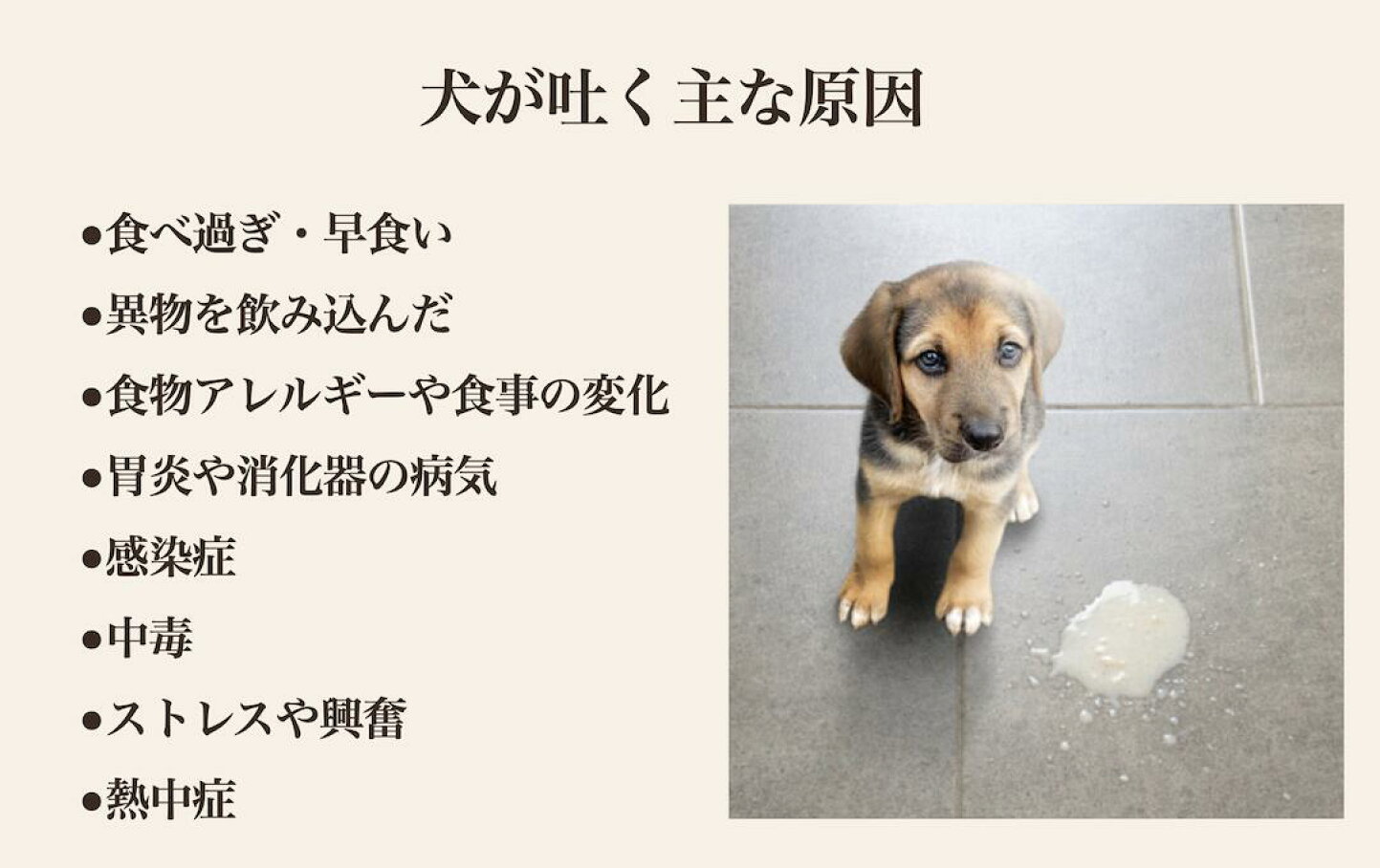 犬が黄色い泡や液体を吐く原因とは？危険な病気のサインと受診目安