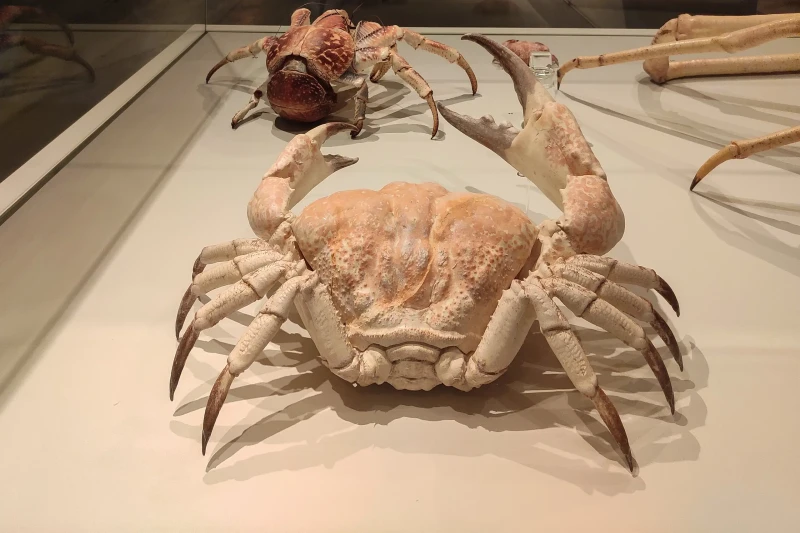 Largest Crab to Ever Exist