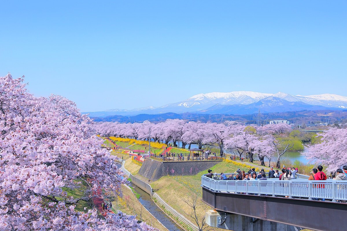 船岡城址公園2026完全攻略！桜開花とスロープカー混雑回避術