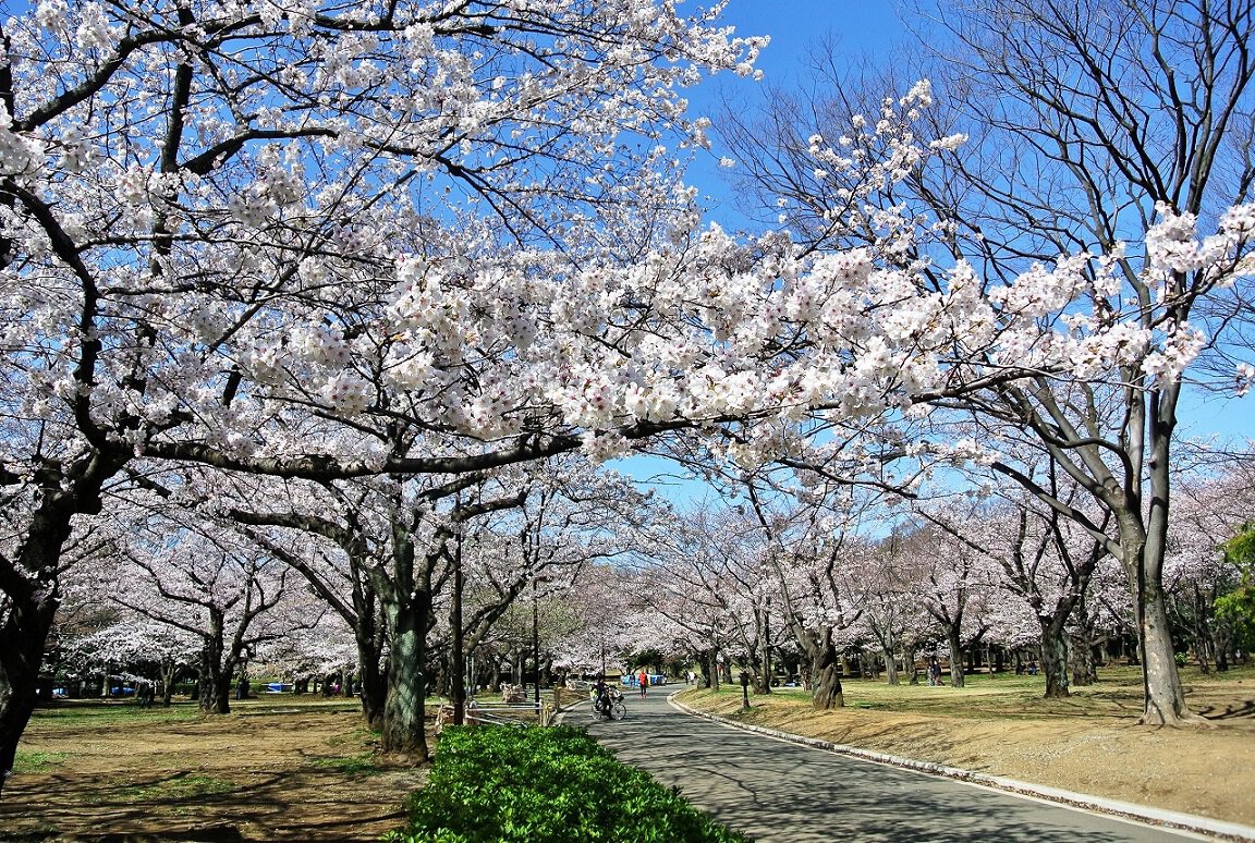 代々木公園の桜2026！開花見頃と場所取り・夜桜の真相を徹底解説